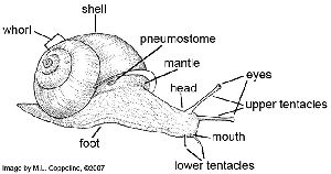 Anatomy of Snail